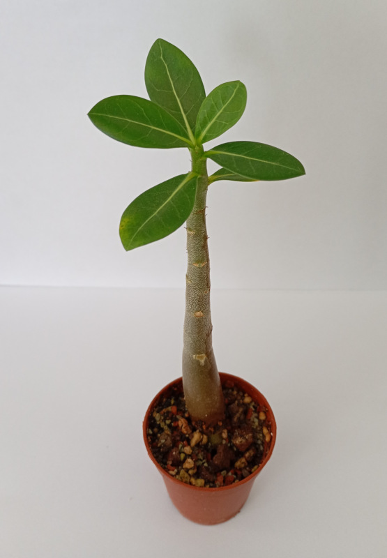 Adenium arabicum "MIX" - semenáč