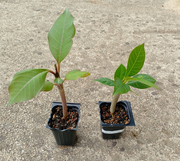 Plumeria rubra "White Elegant" - semenáč