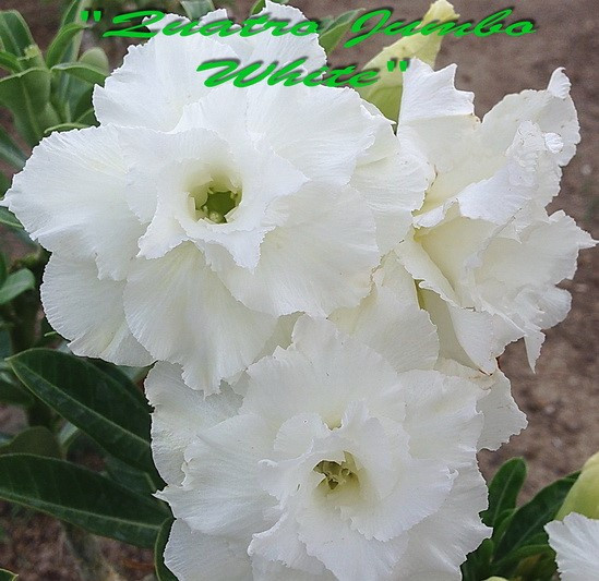 Adenium obesum "Quatro Jumbo White" - semenáč 1