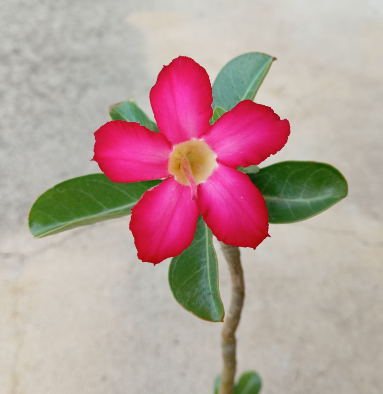 Adenium obesum - semenáč (ružový kvet)