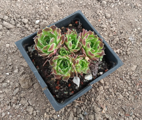 Jovibarba heuffelii