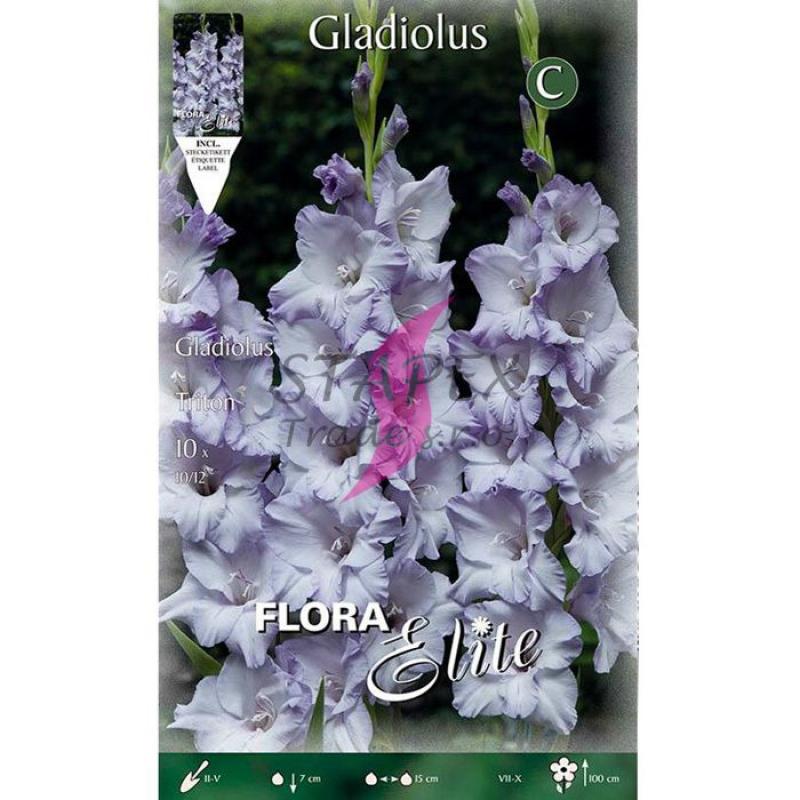 Gladiolus Triton/10 ks