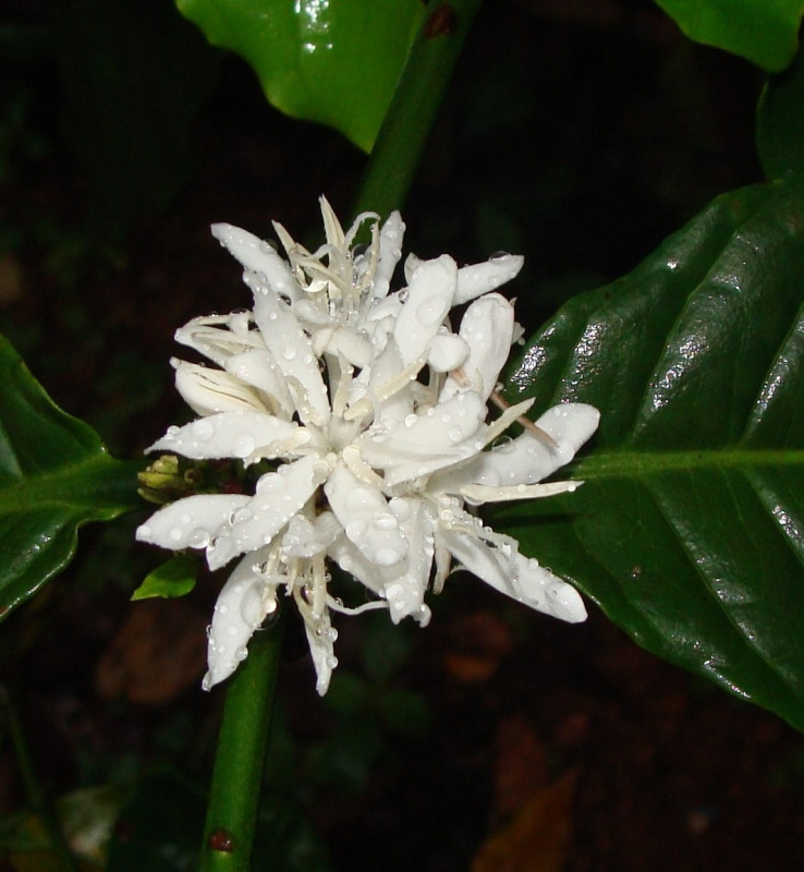 Coffea arabica (Kávovník arabský) 1