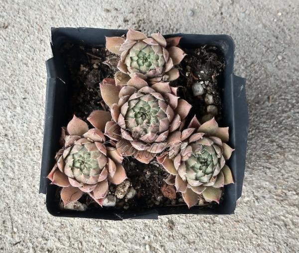 Sempervivum "Grey Owl"