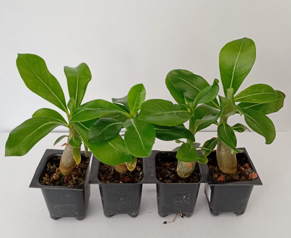 Adenium obesum "Sprindrift" - semenáč