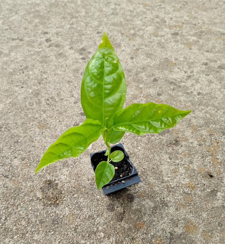 Passiflora edulis (Mučenka jedlá) 1