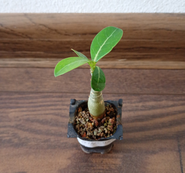 Adenium obesum "Quatro Jumbo White" - semenáč