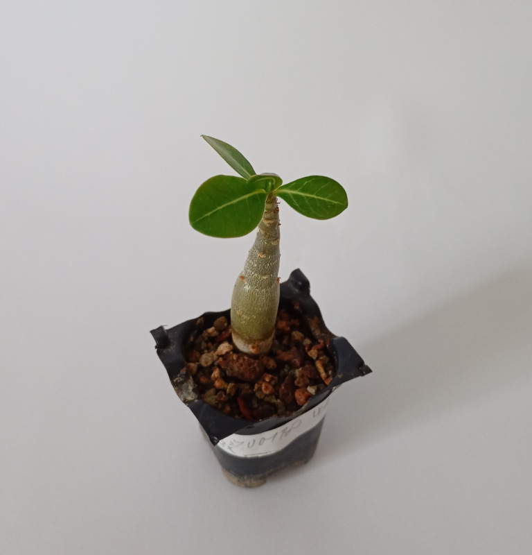 Adenium obesum "Quatro Jumbo White" - semenáč