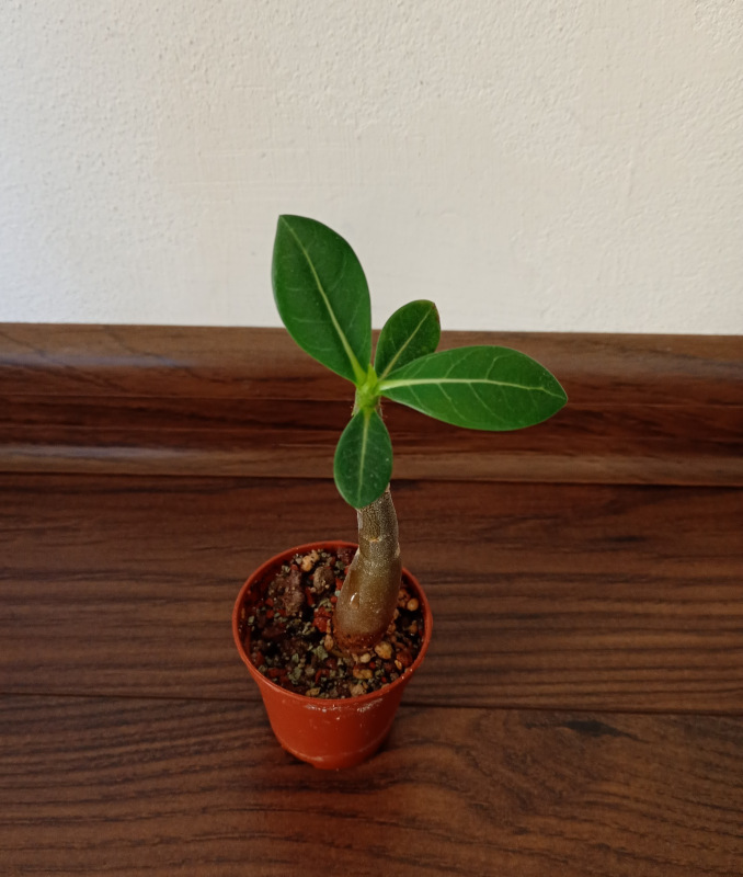 Adenium arabicum "MIX" - semenáč