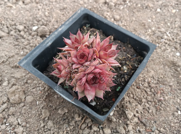 Sempervivum "Purdy's 60-1"