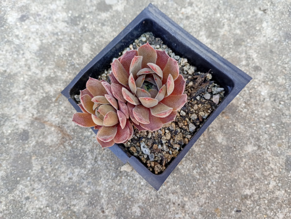 Sempervivum "Grey Owl"