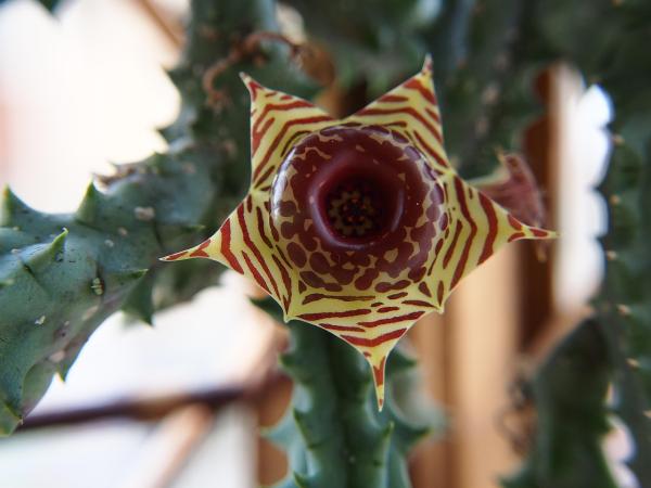 Huernia zebrina 5 semien