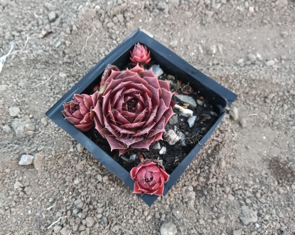 Sempervivum "Othello"