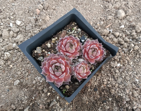 Sempervivum "Grey Owl"