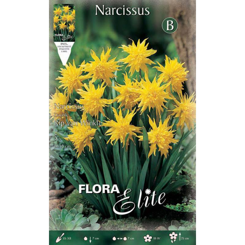 Narcissus Rip van Winkle/5 ks
