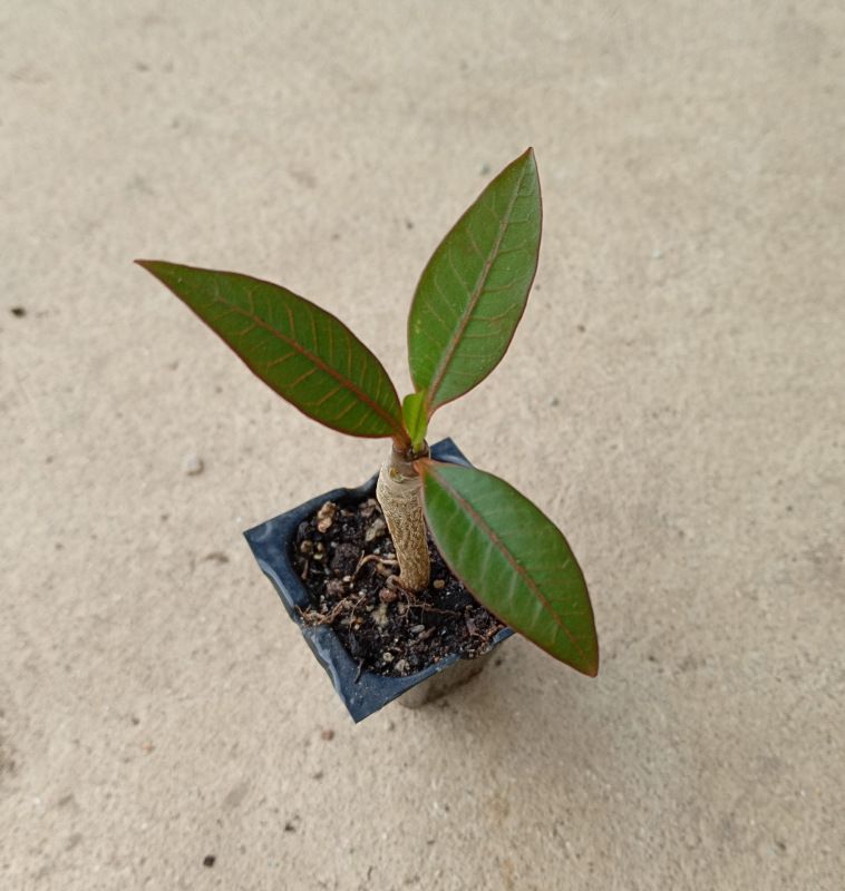 Plumeria rubra "White Elegant" - semenáč