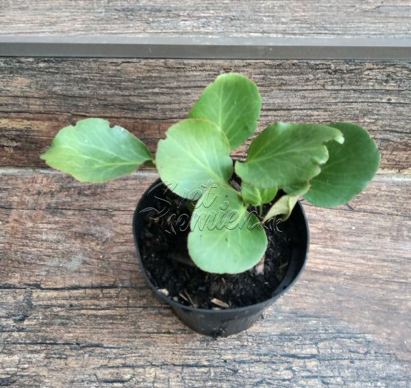 Bergenia cordifolia