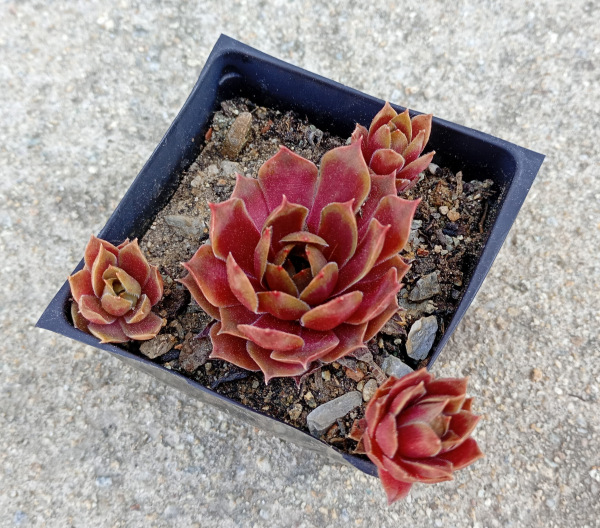 Sempervivum "Othello"