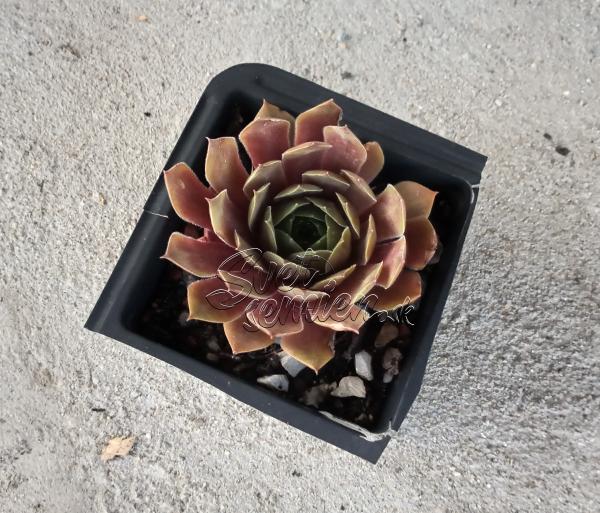 Sempervivum "Othello"