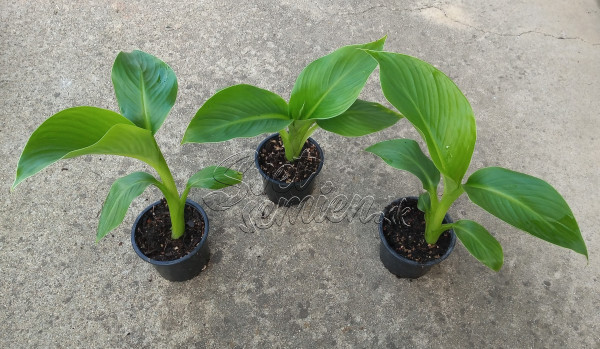 Ensete ventricosum - semenáč 1
