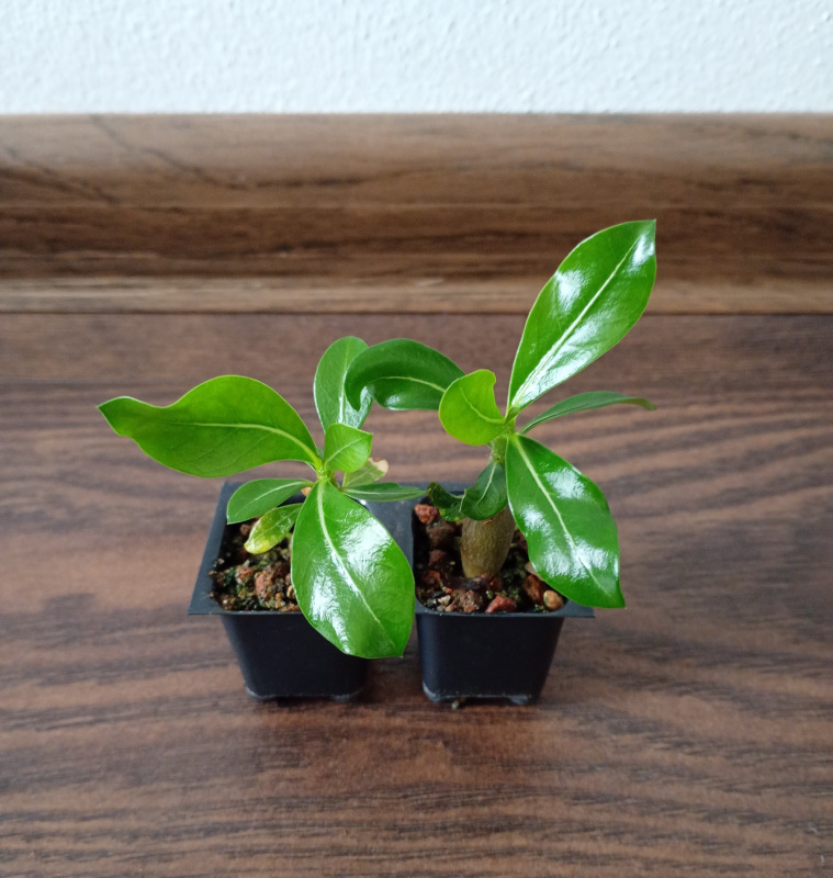 Adenium obesum "Sprindrift" - semenáč