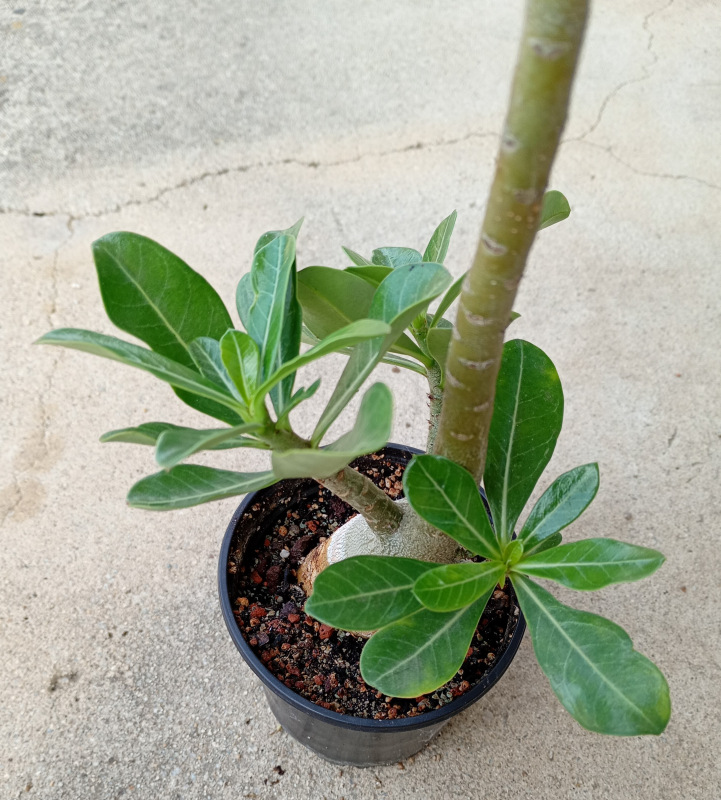 Adenium obesum - semenáč (ružový kvet) 2