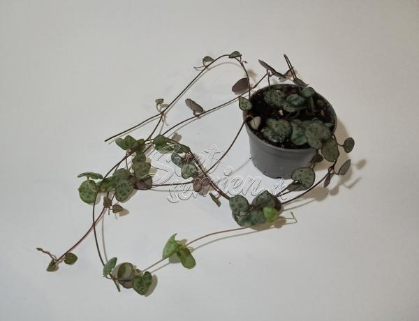 Ceropegia woodii ssp. woodii