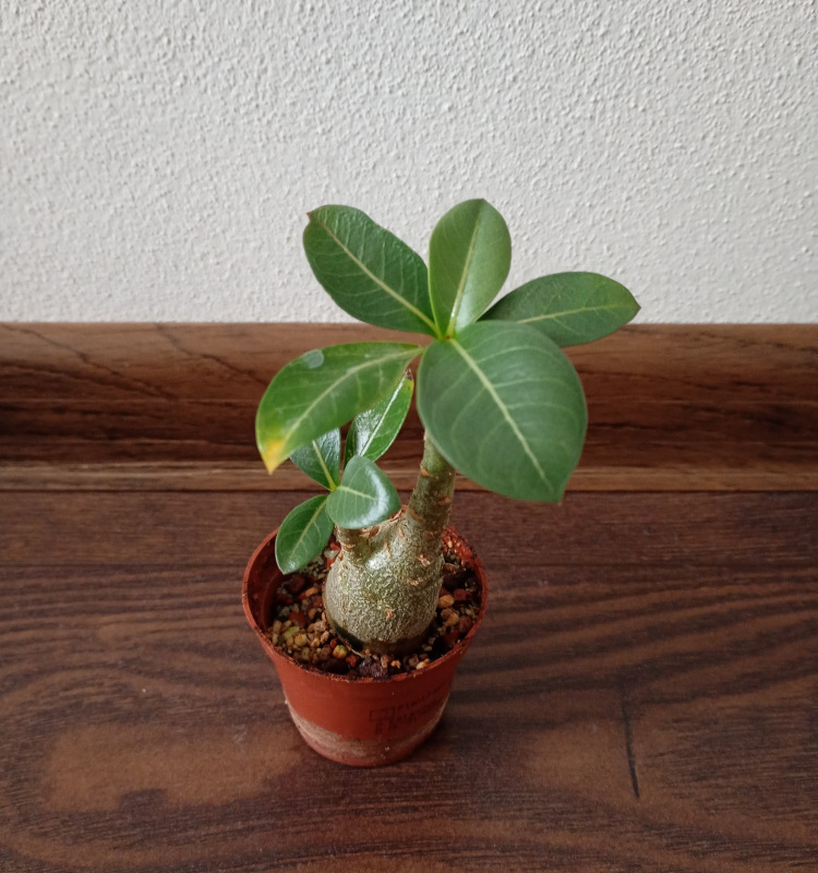 Adenium arabicum "MIX" - semenáč