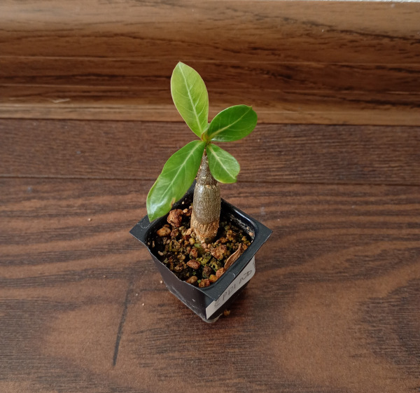 Adenium obesum "Sprindrift" - semenáč