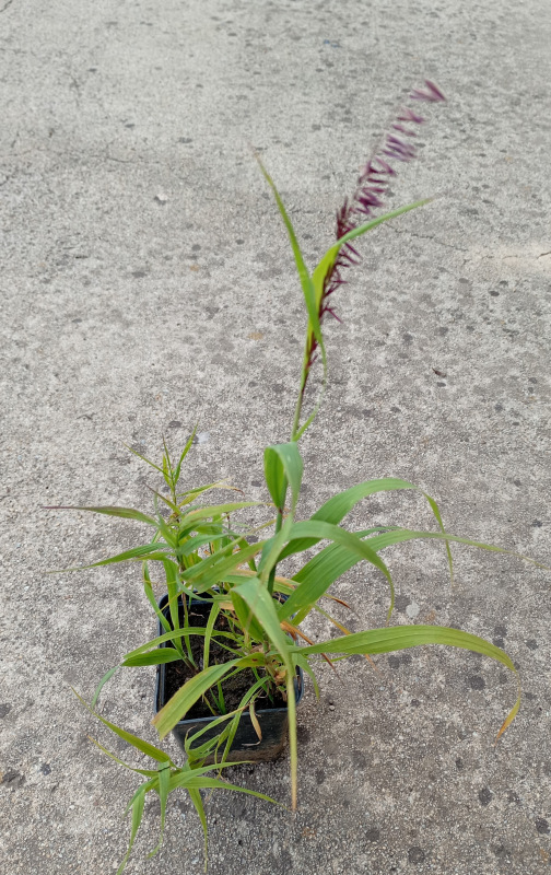 Melica altissima "Atropurpurea" 2