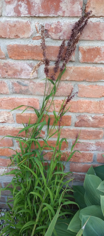 Melica altissima "Atropurpurea"