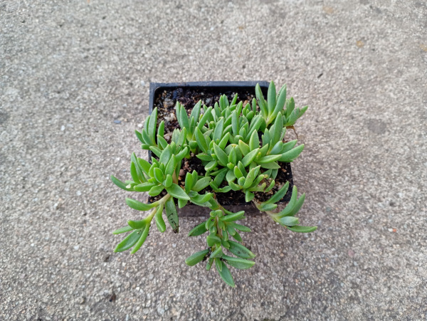 Delosperma (fialovo-ružový kvet) 1