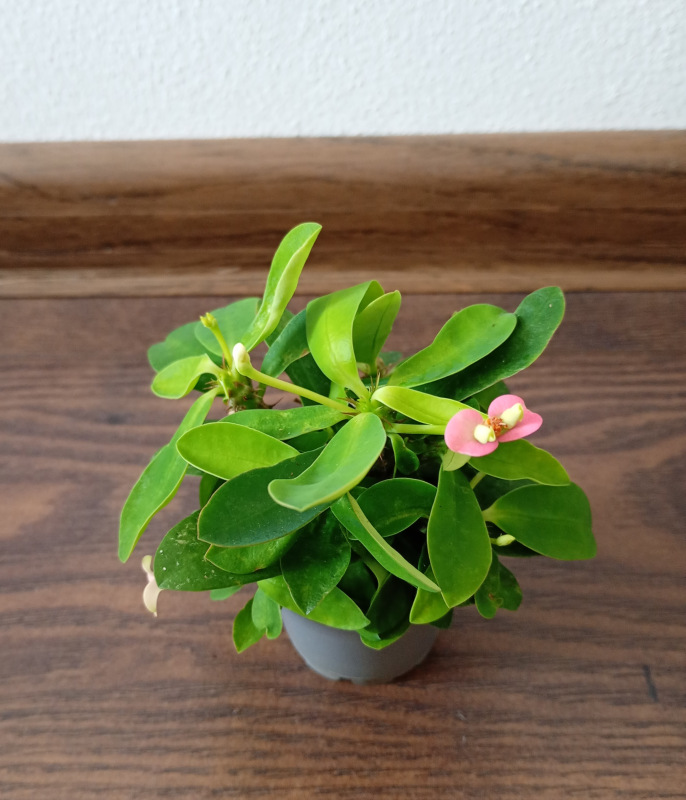Euphorbia milli svetloružová