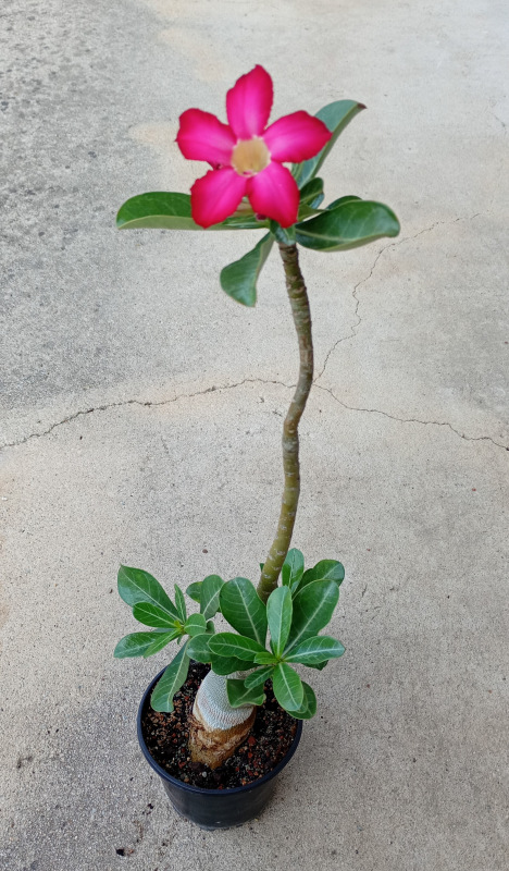 Adenium obesum - semenáč (ružový kvet) 1