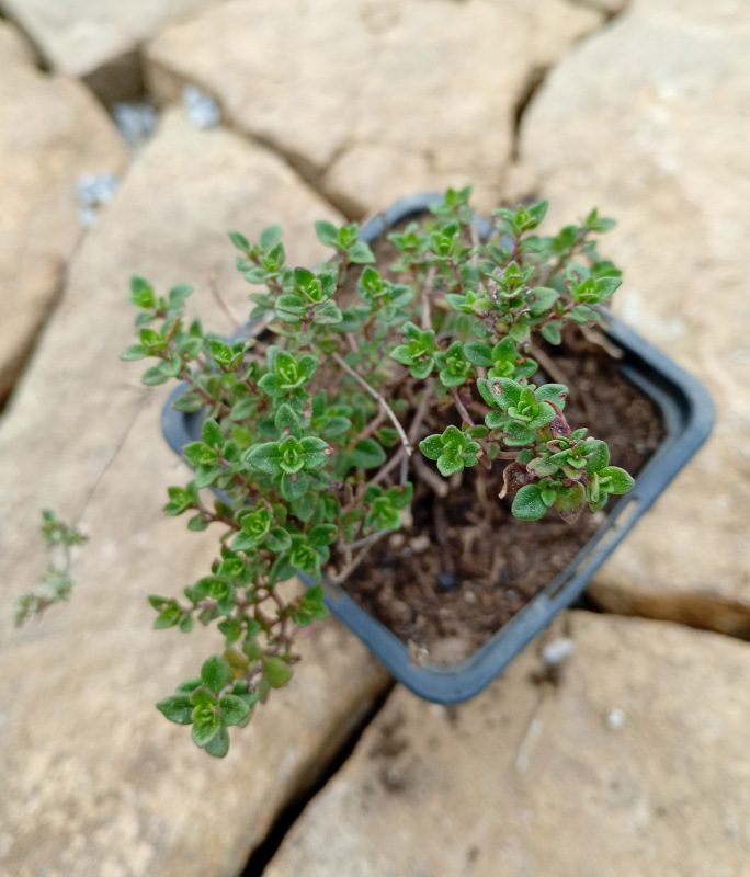 Thymus vulgarix (Tymián - Dúška tymiánová)