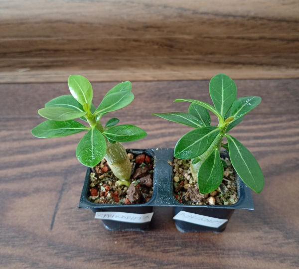 Adenium obesum "Sprindrift" - semenáč