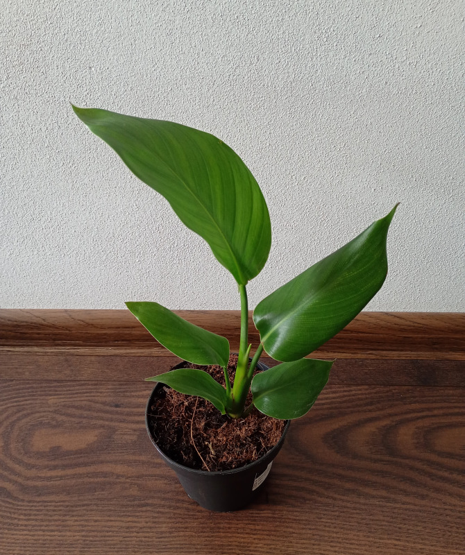 Strelitzia reginae