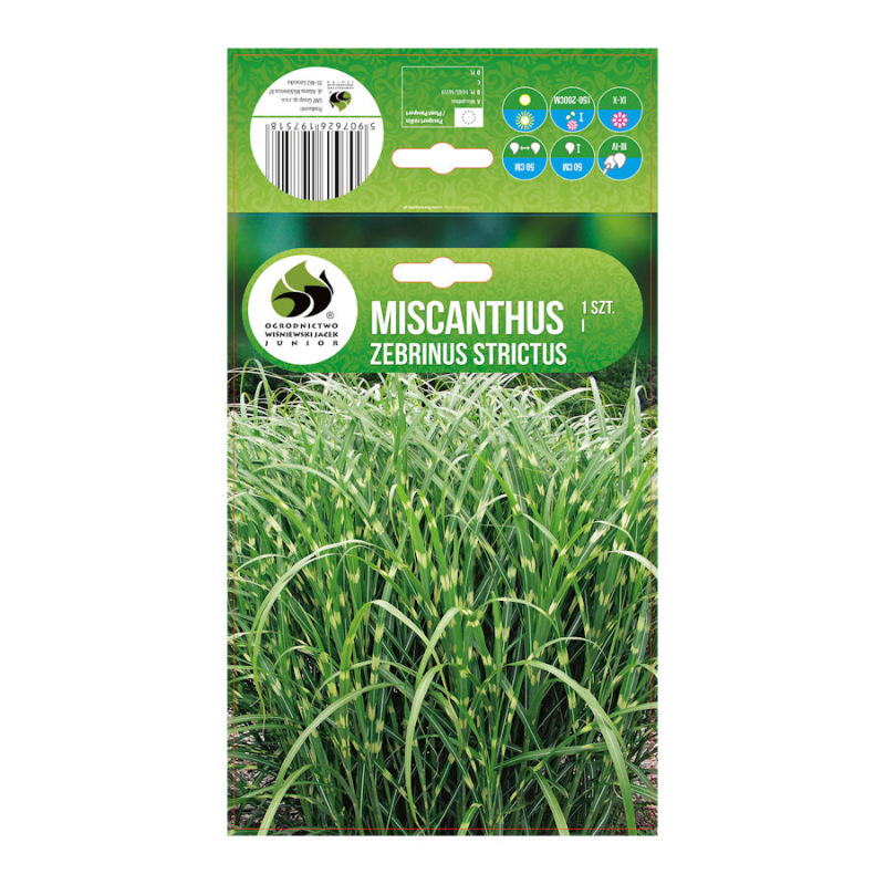 Miscanthus Zebrinus Strictus/1 ks
