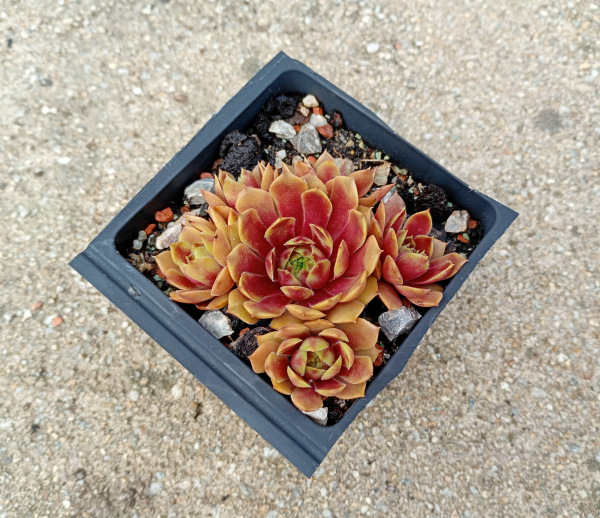 Sempervivum "Poem"