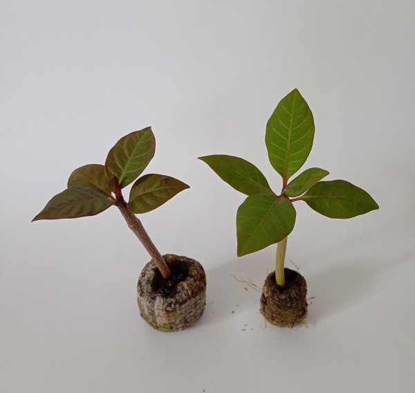 Plumeria rubra "White Elegant" - semenáč