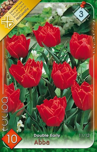 Tulipa Double Early Abba/10 ks