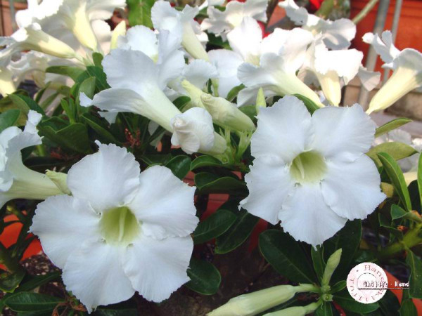 Adenium obesum "Sprindrift" - semenáč 1
