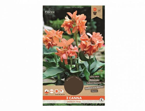 Canna Salmon Pink