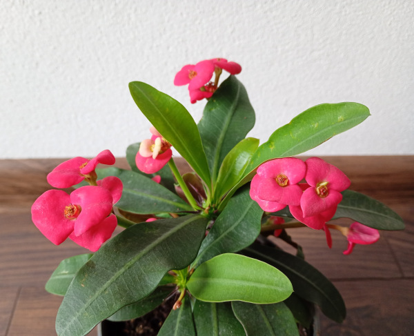 Euphorbia milli Maxi Olympia 1