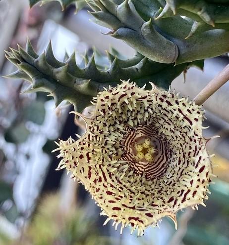 Huernia hystrix 5 semien