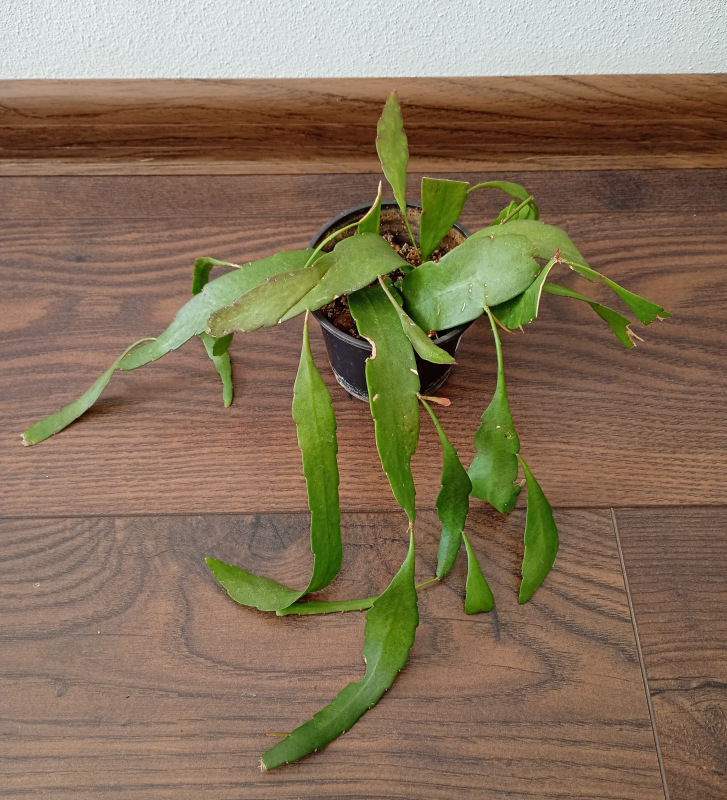 Pseudorhipsalis ramulosa