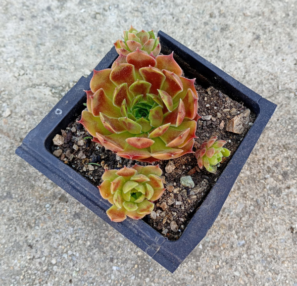 Sempervivum "Ornatum"