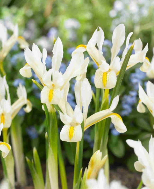 Iris reticulata Louise 10/ks