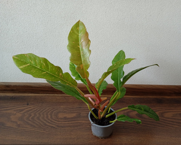 Philodendron "Ring of Fire" menší