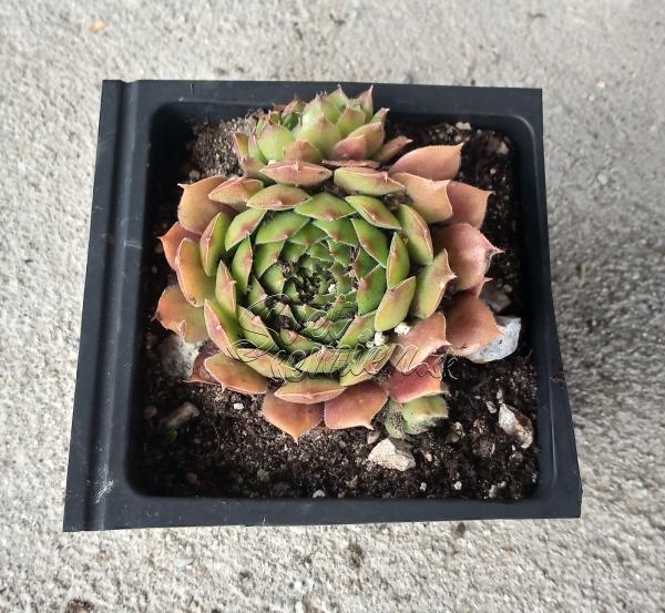 Sempervivum "Ornatum"